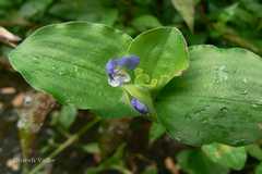 Commelina benghalensis